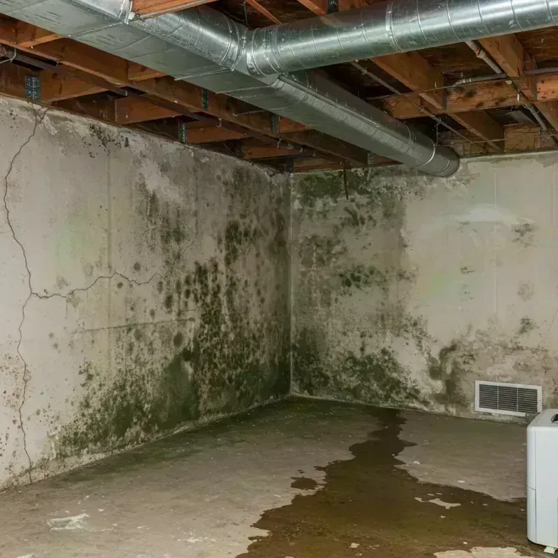 Professional Mold Removal in Saint Louis County, MN